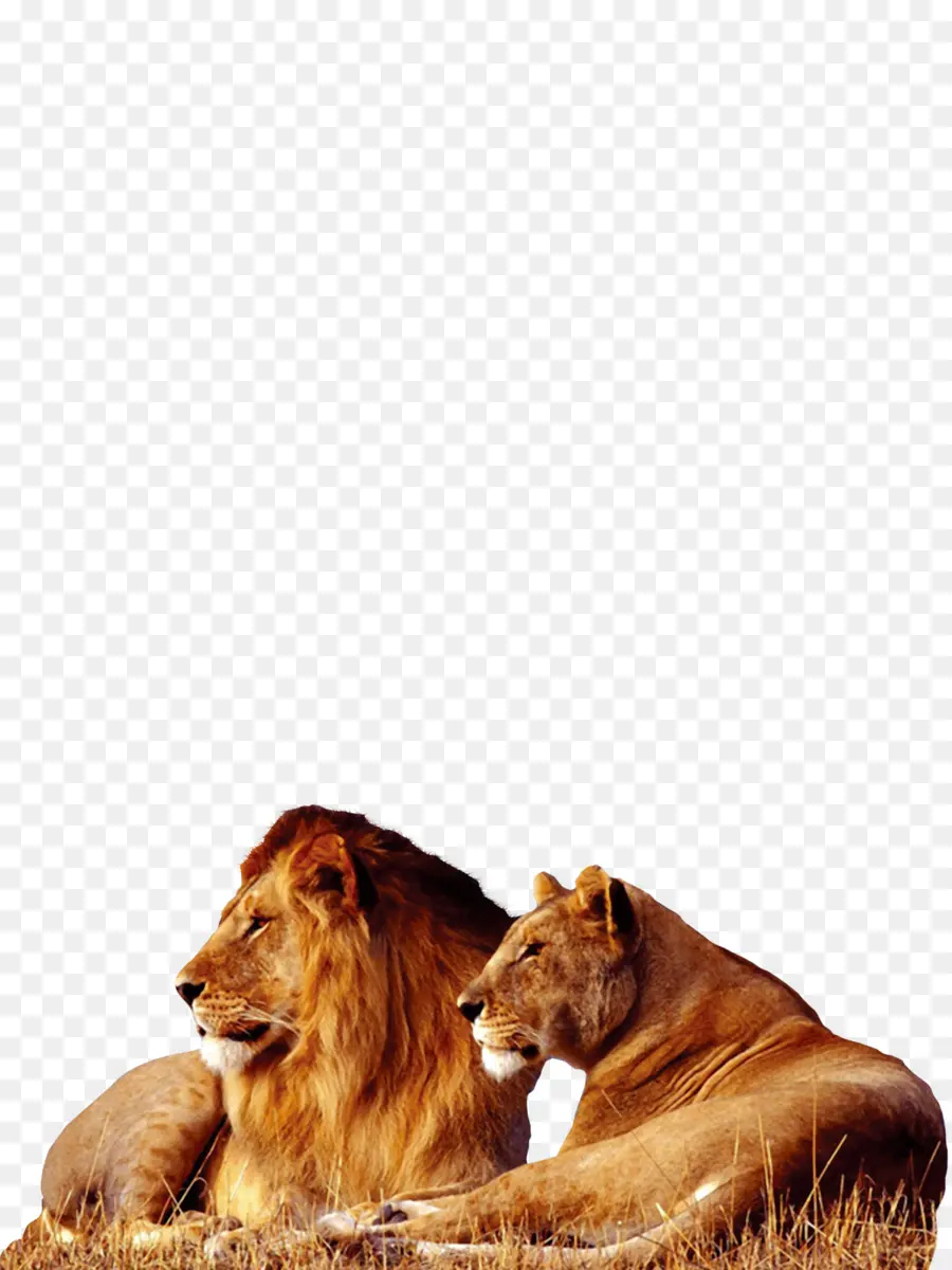 Lions，Mâle PNG