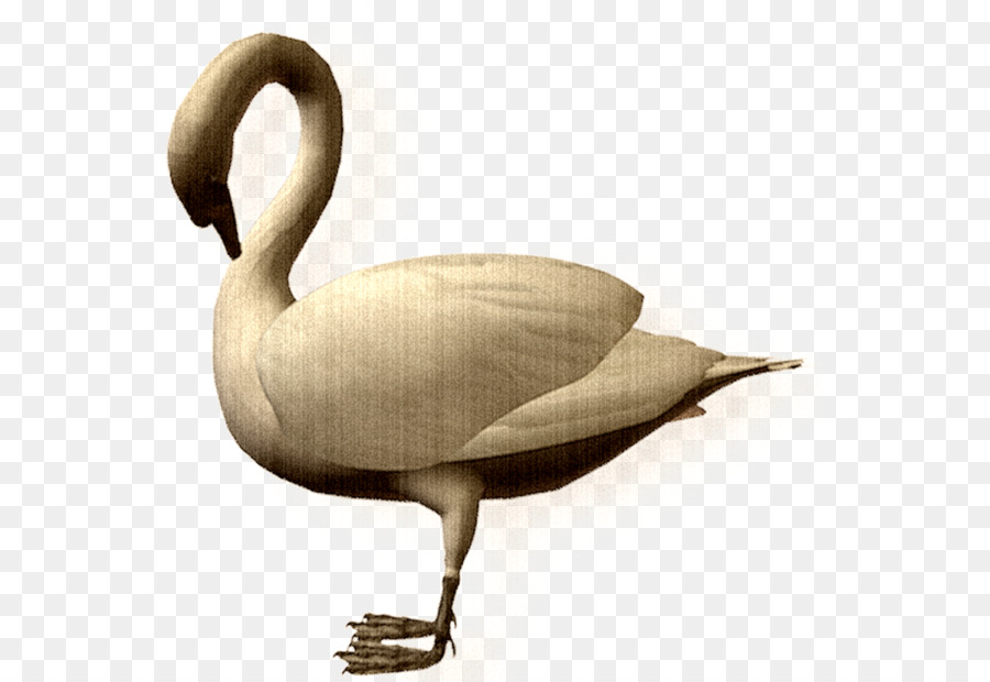 Canard，Cygnini PNG