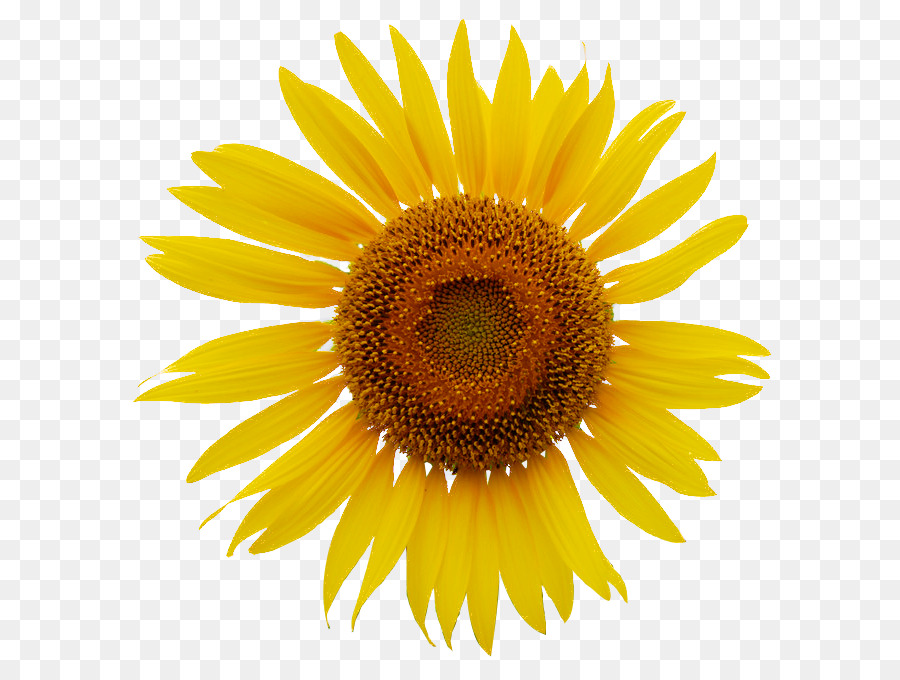 Commune De Tournesol，Royaltyfree PNG