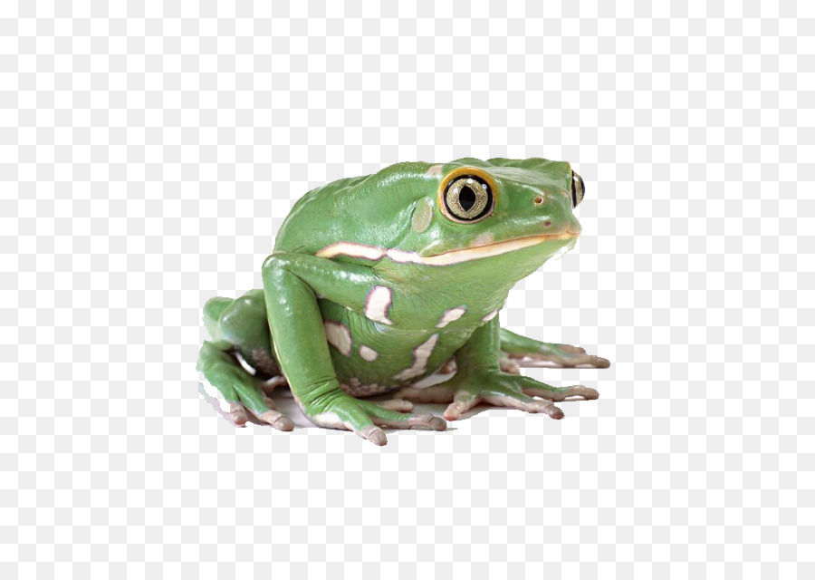 Grenouille，Amphibie PNG