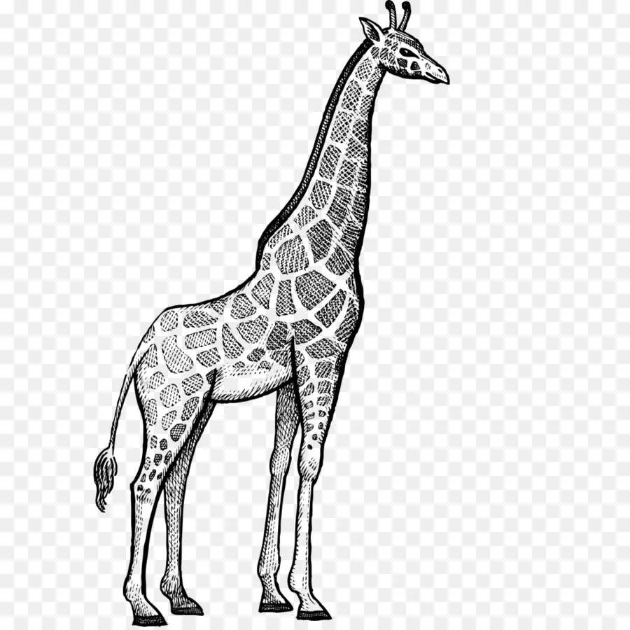 Girafe，Rhinocéros PNG