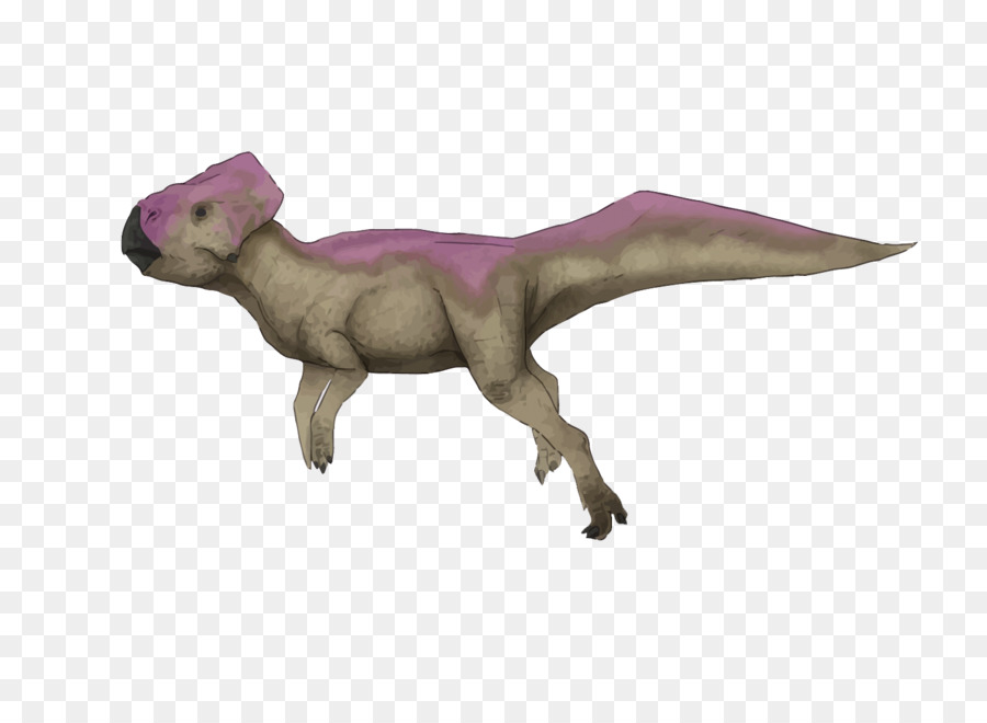 Vélociraptor，Graciliceratops PNG