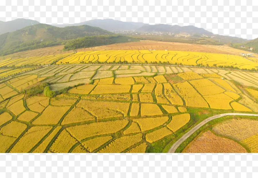 Champs De Riz，Agriculture PNG