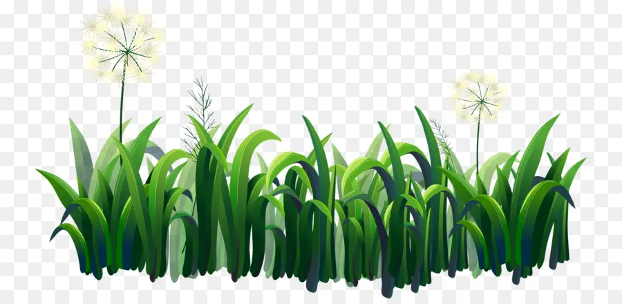 Herbe Verte Et Fleurs Blanches，Plantes PNG