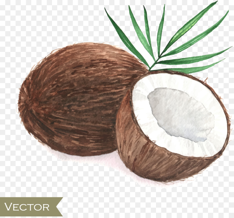 La Noix De Coco Dessin Affiche Png La Noix De Coco Dessin Affiche Transparentes Png Gratuit