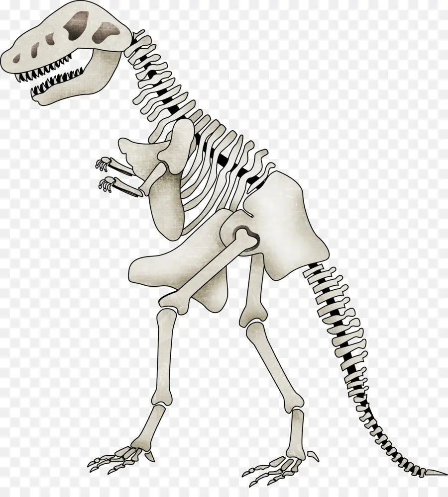 Squelette De Dinosaure，Dinosaure PNG