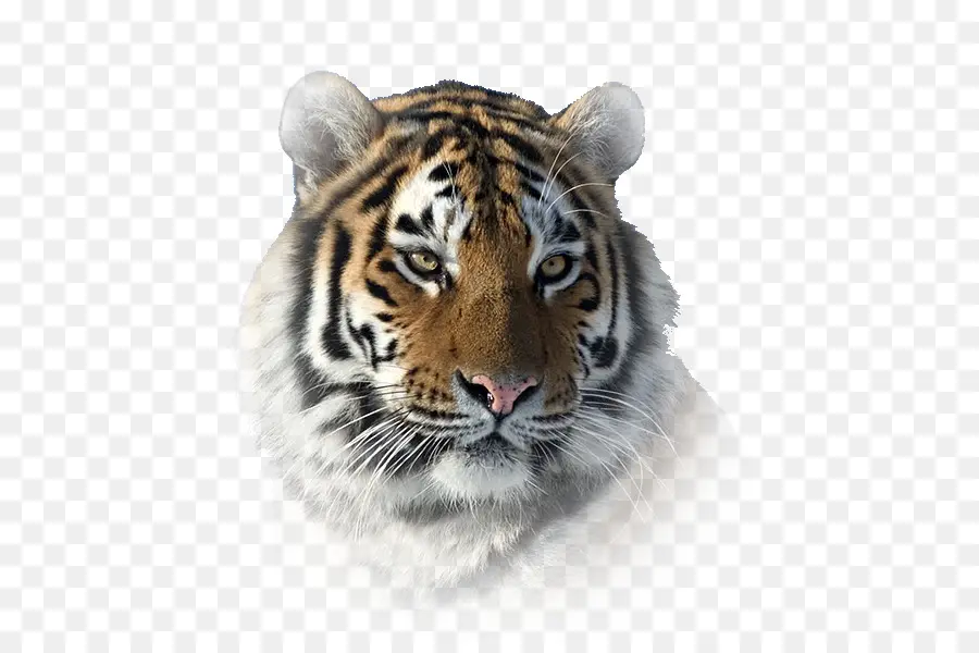 Tigre Du Sud De La Chine，Tigre De Sibérie PNG