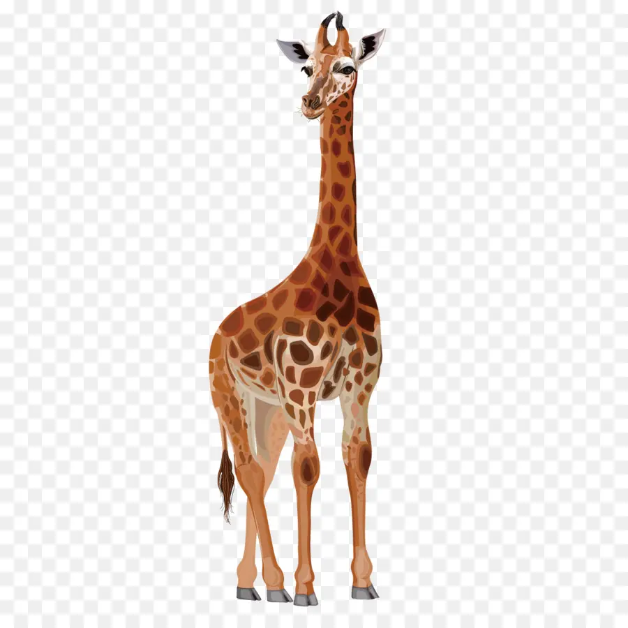 Girafe，Grand PNG