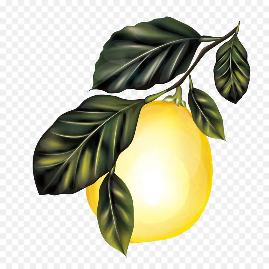 Citron，Branche PNG