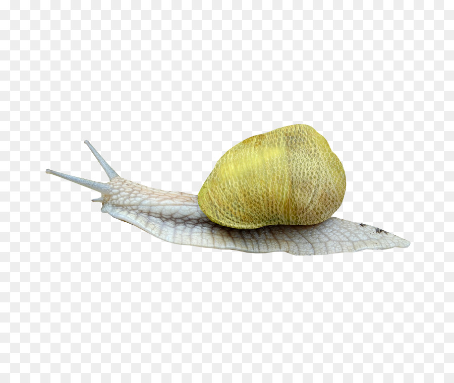 Escargot，L Escargot PNG