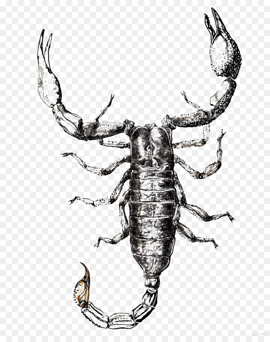 Scorpion，Insecte PNG