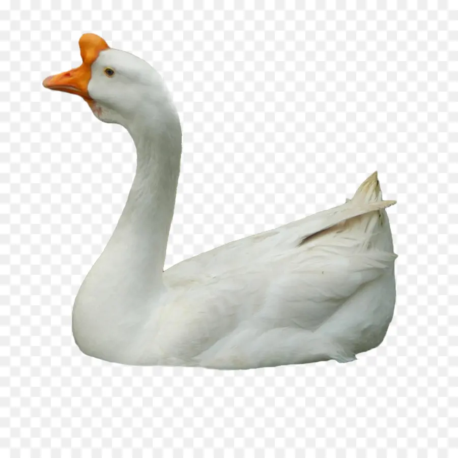 Cygne，Eau PNG