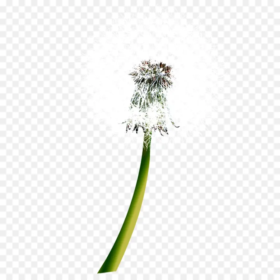 Pissenlit，Fleur PNG