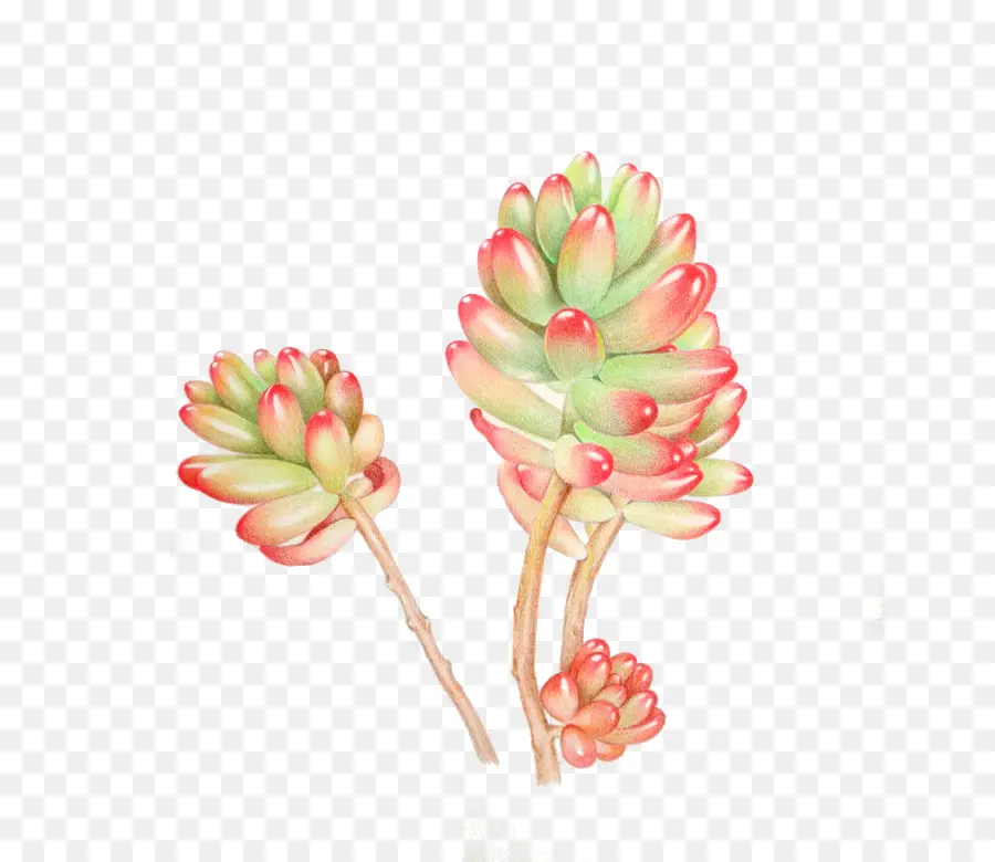 Succulent，Vert PNG