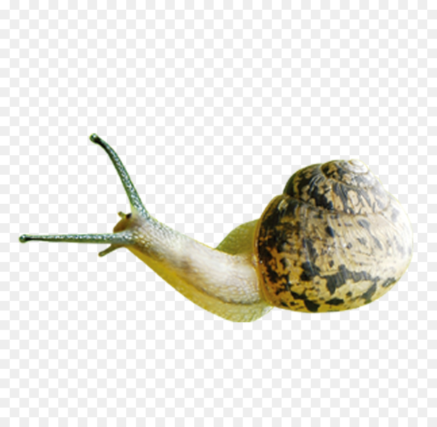 Escargot，Coquille PNG