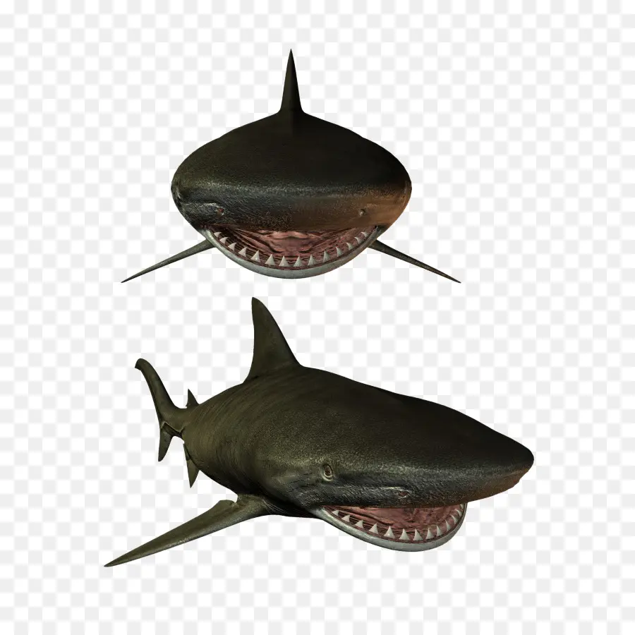 Requin，Les Poissons PNG