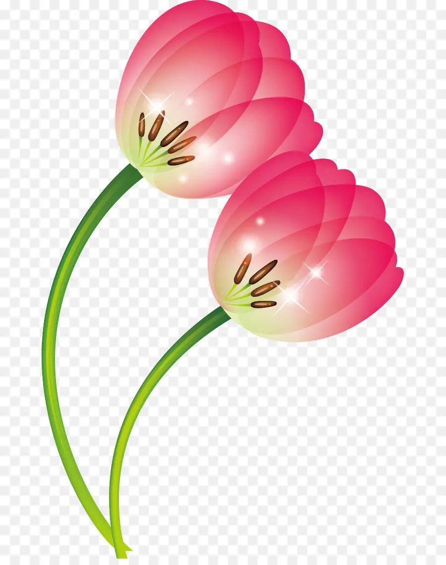 Tulip，Fleur PNG