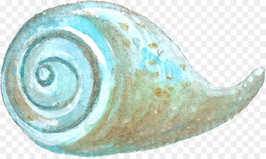 Coquillage，Spirale PNG