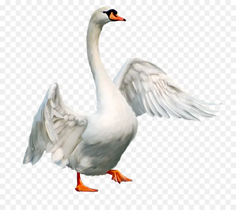 Swan Muet，Oiseau PNG