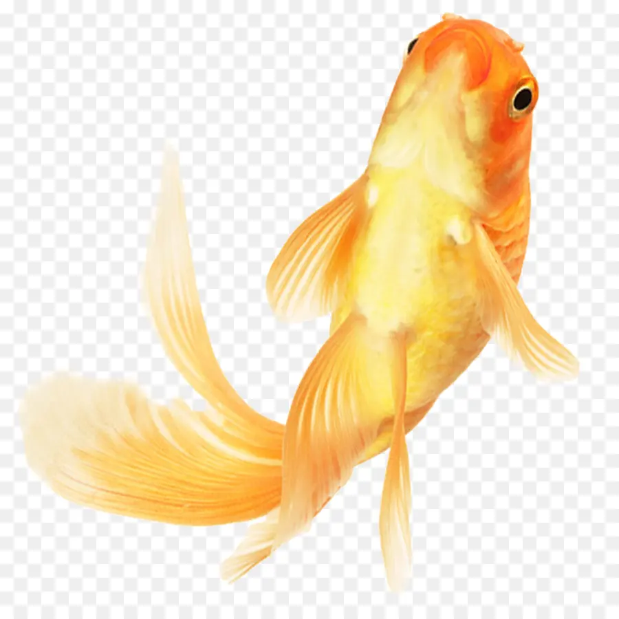 Poisson Rouge，Poisson Ornemental PNG