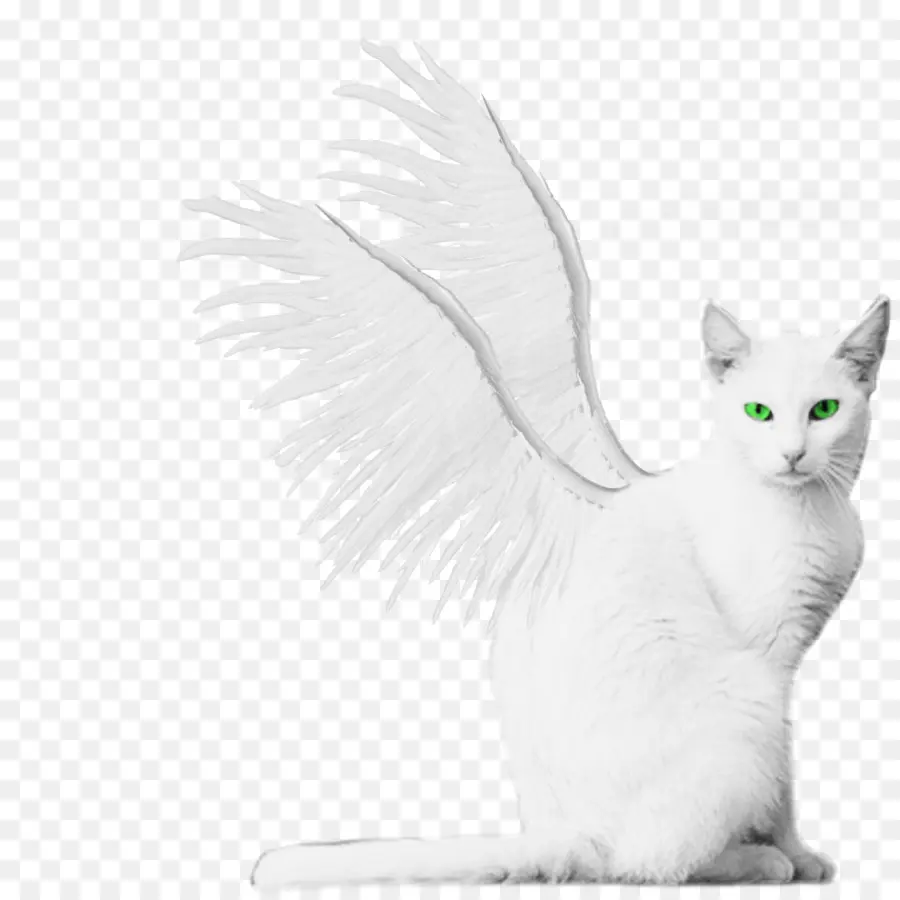 Chat，Ailes PNG