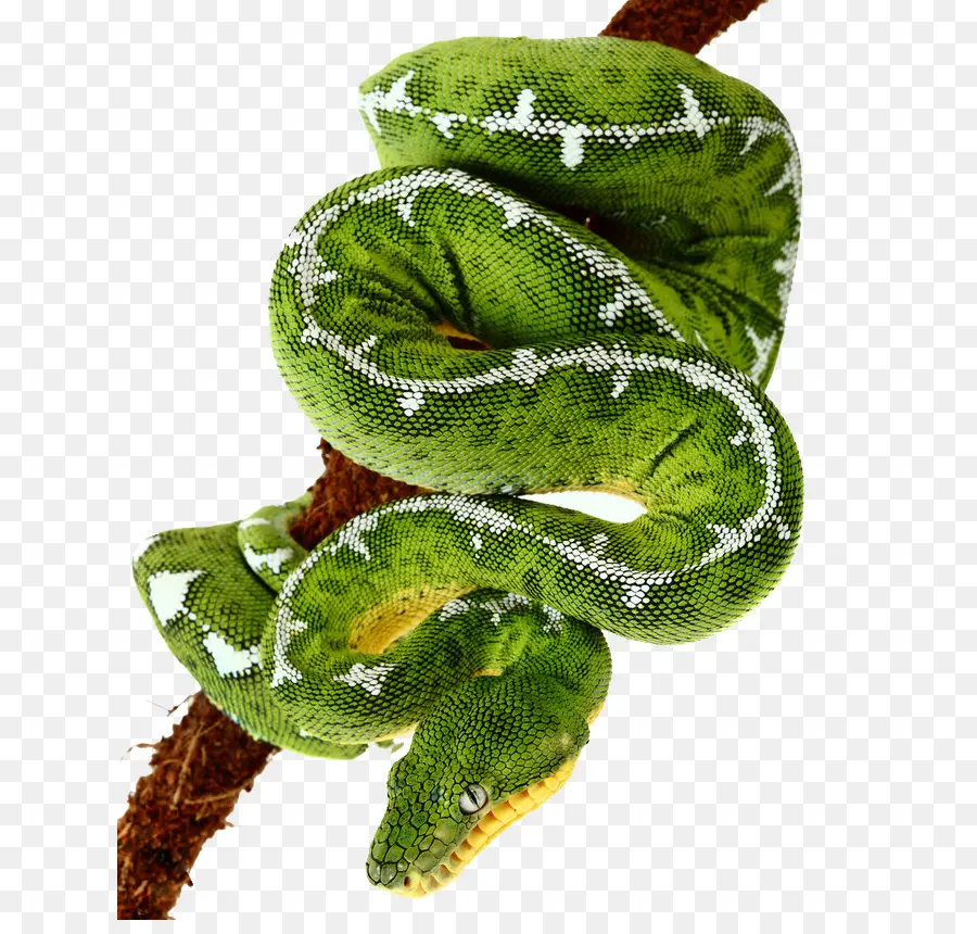 Serpent，émeraude Arbre Boa PNG