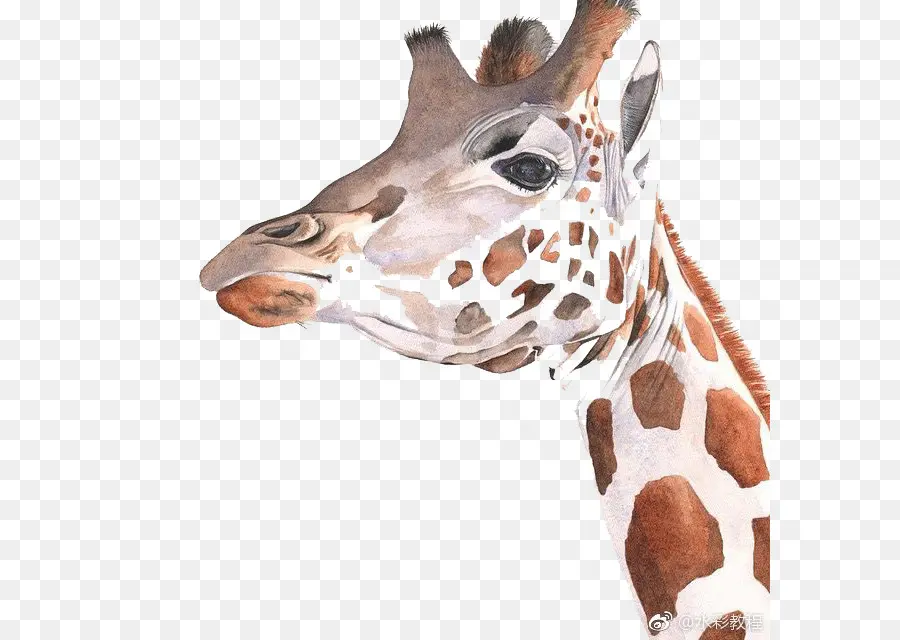 Tête De Girafe，Long Cou PNG