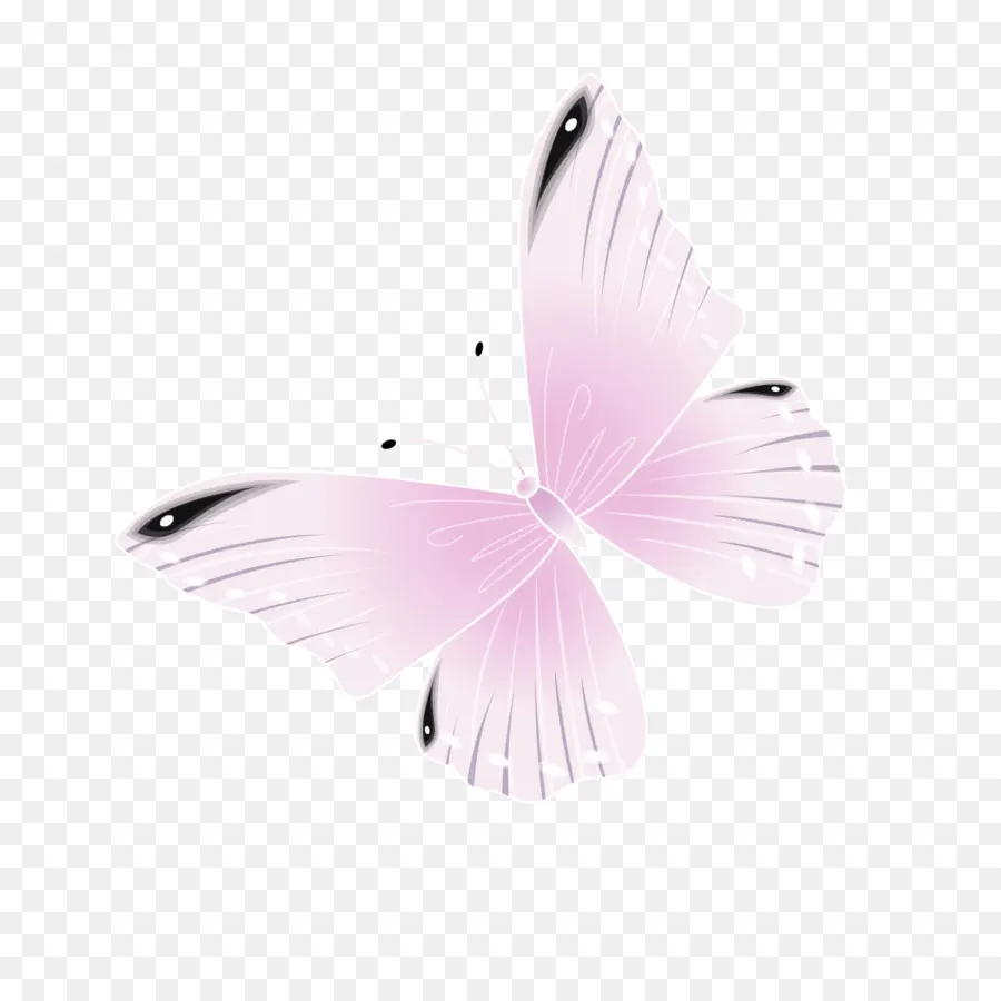 Papillon Rose，Ailé PNG