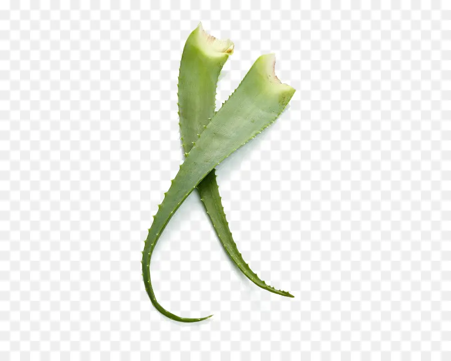 Feuilles D'aloe Vera，Succulent PNG