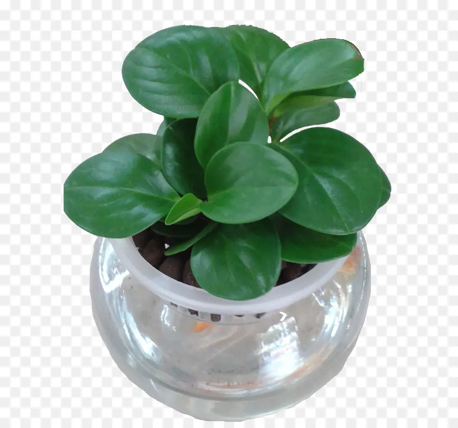 Plante Verte，Pot PNG