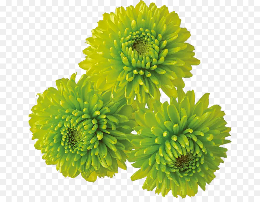 Chrysanthème，Fleur PNG