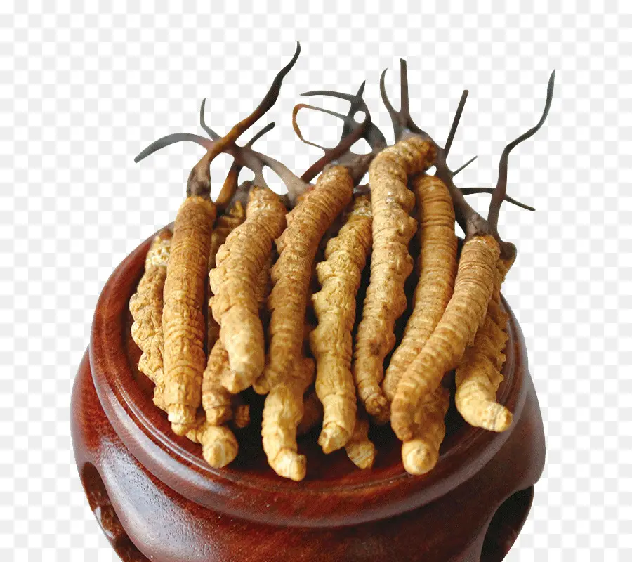 Cordyceps，Champignon PNG