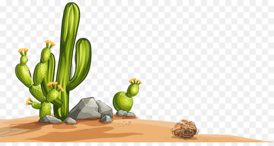 Cactus，Désert PNG