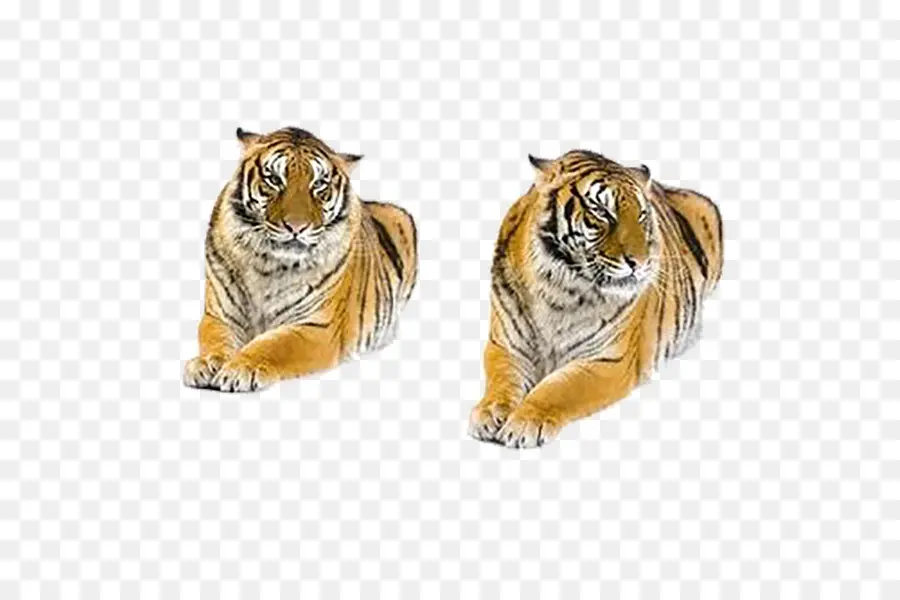 Tigres，Séance PNG