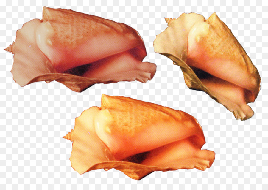 Coquille De Conque，Mer PNG