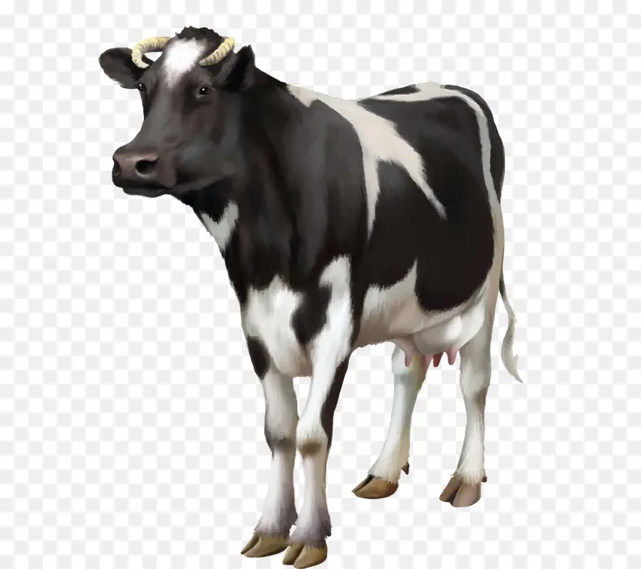 Vache，Bétail PNG