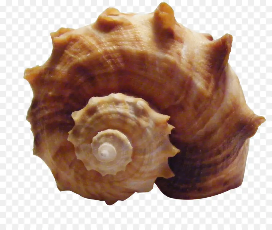 Coquille，Shankha PNG