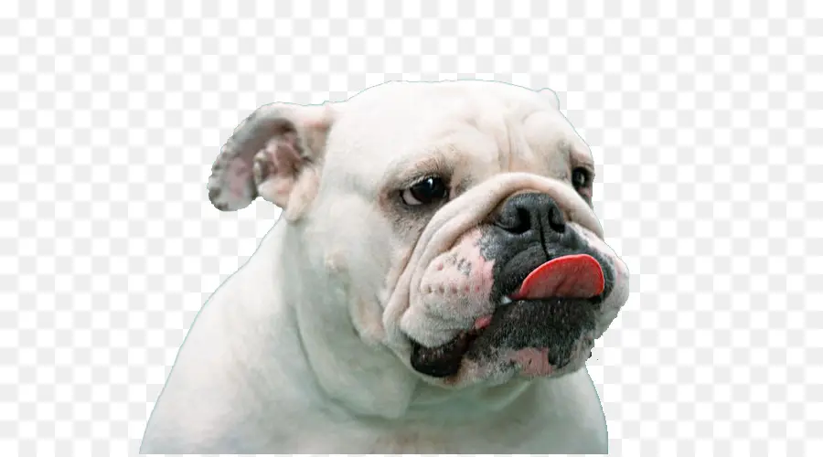 Bouledogue，Chien PNG