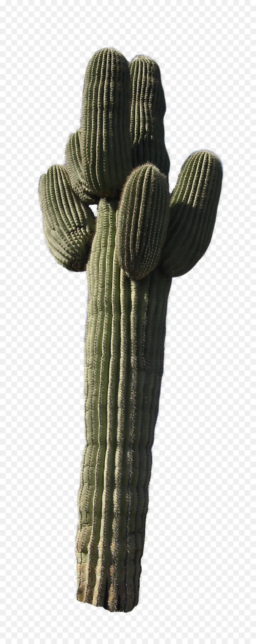 Cactus，Désert PNG