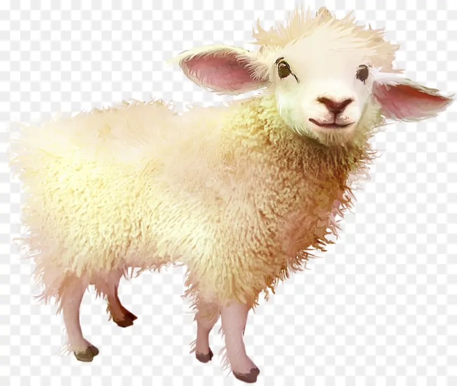 Agneau Mignon，Mouton PNG