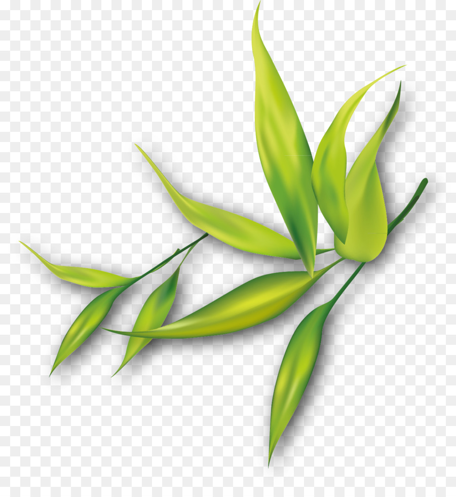 Feuilles Vertes，Feuillage PNG