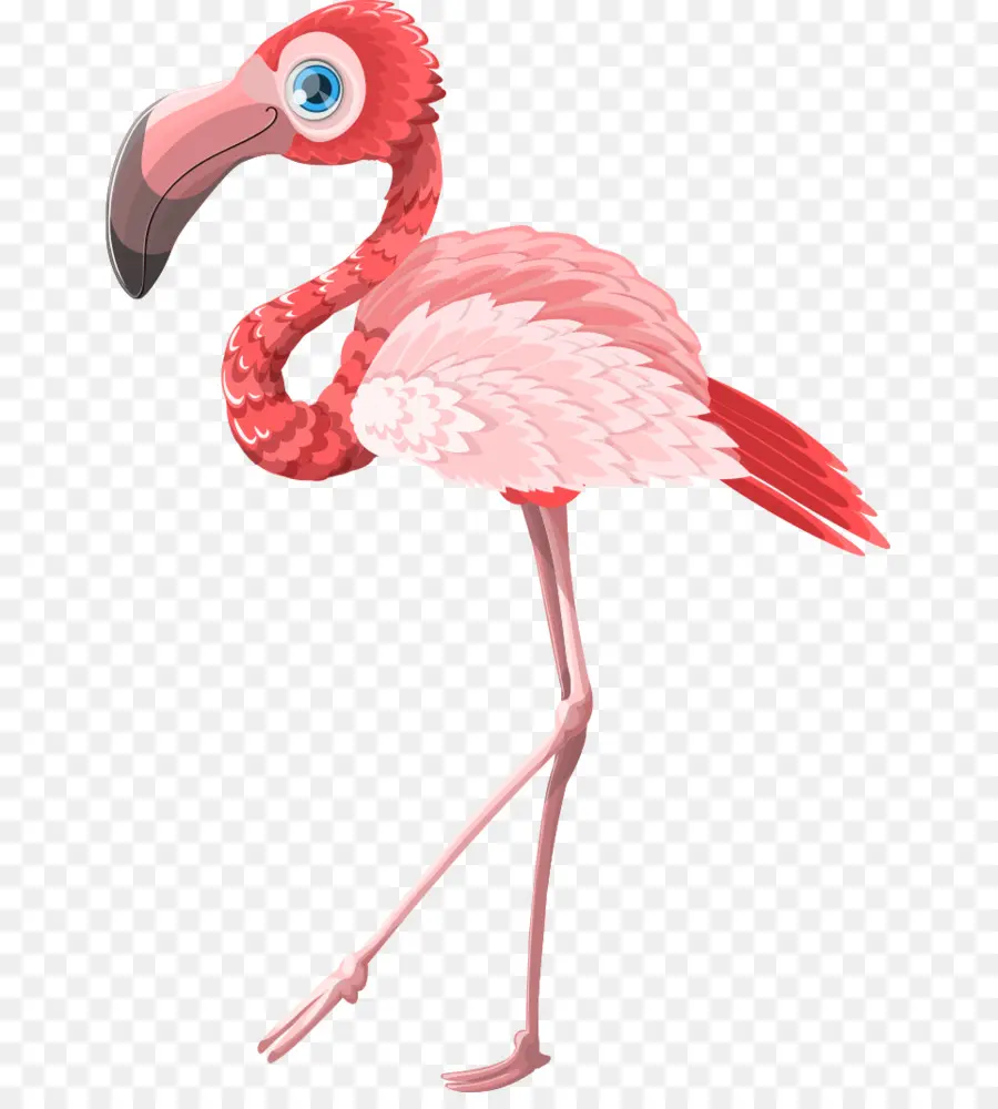 Flamant Rose，Oiseau PNG