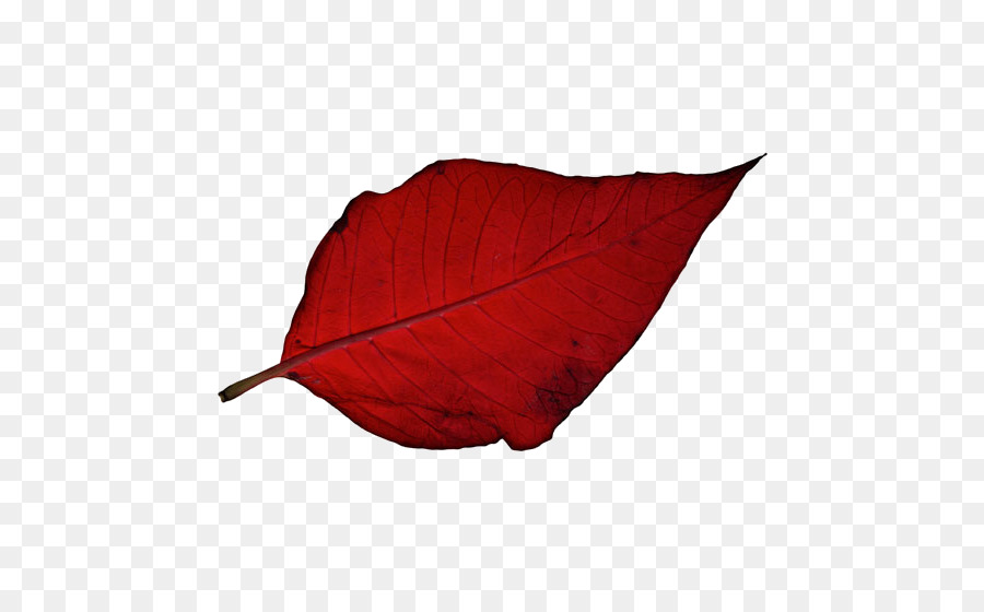 Feuille Rouge，Automne PNG