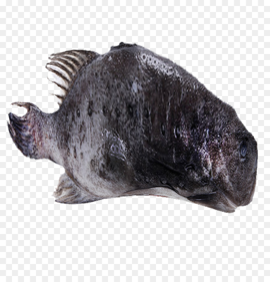 Poisson，Aquatique PNG