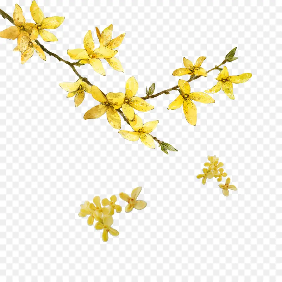 Fleurs Jaunes，Bifurquer PNG