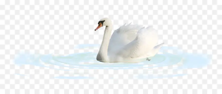 Cygne，Eau PNG