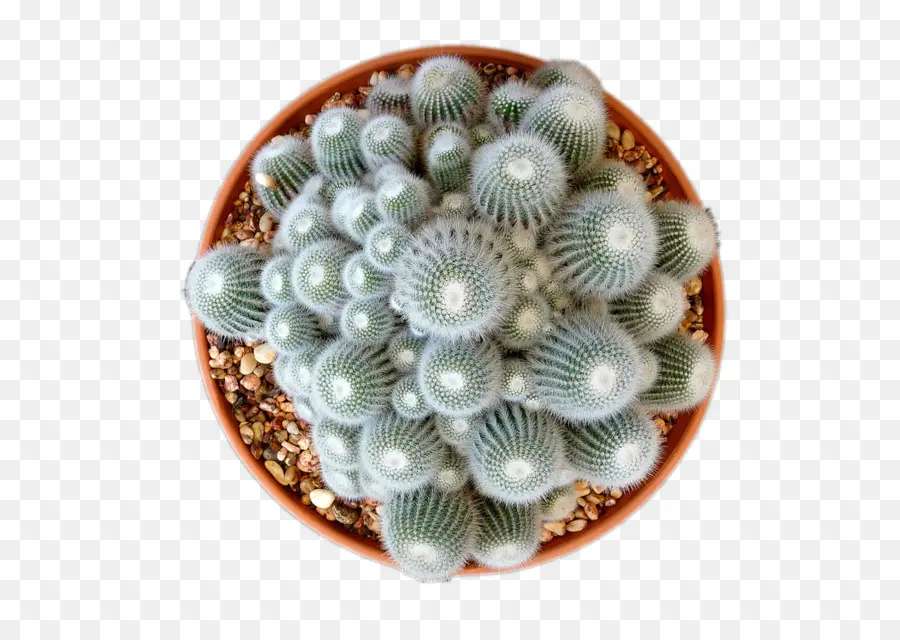 Cactus，Succulent PNG