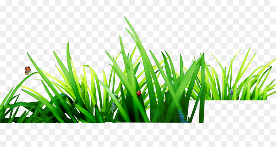 Herbe Verte，Nature PNG