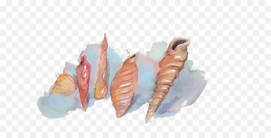 Coquillage，Peinture à L Aquarelle PNG