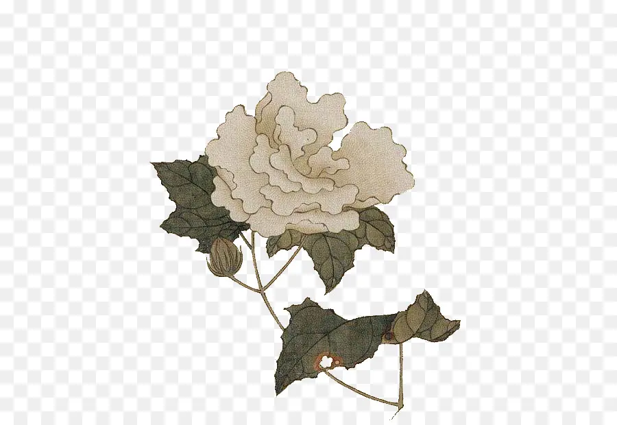 Fleur Blanche，Feuilles PNG